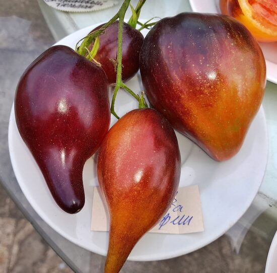 Огненная Комета Софии